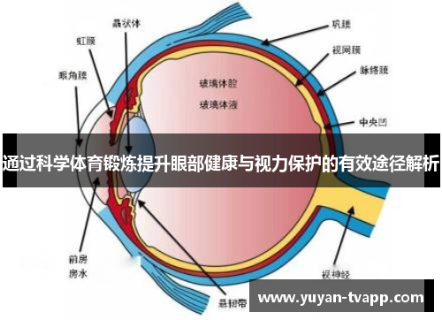 通过科学体育锻炼提升眼部健康与视力保护的有效途径解析